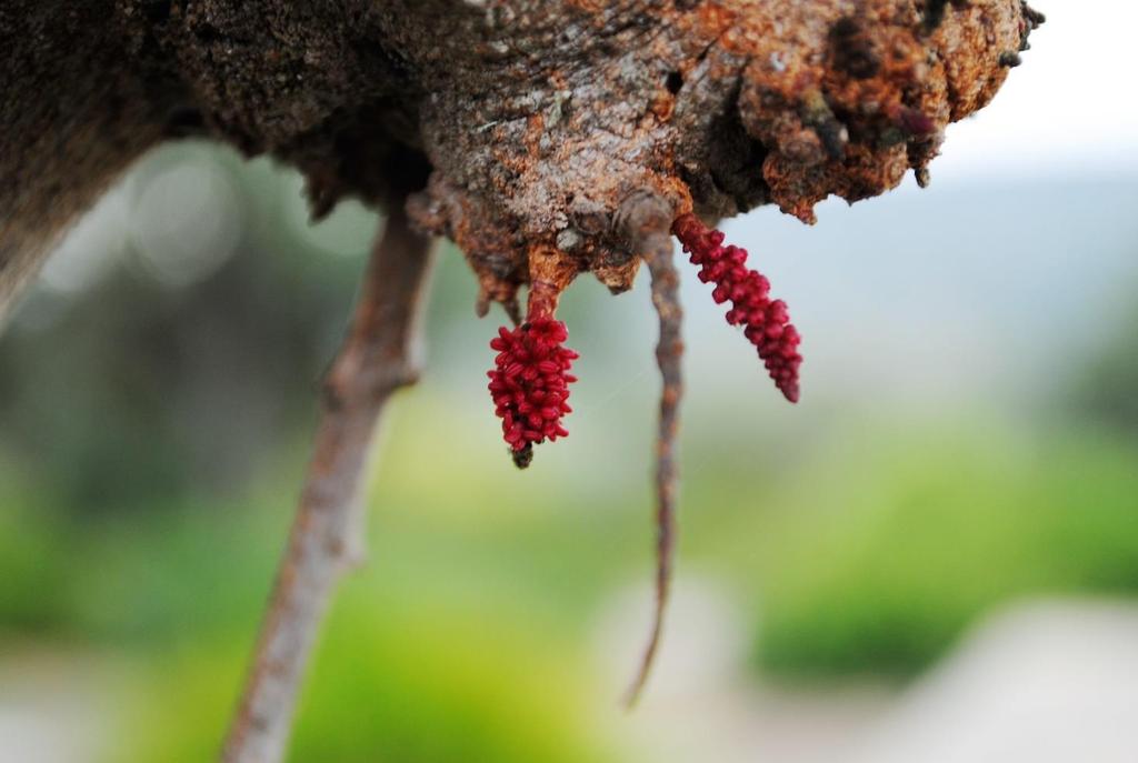 Mestrado em Hortofruticultura 3 Semestres 90