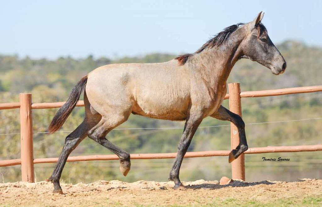 Caambu Beirute Falcão EMP Batalha do Aeroporto Potro filho do Bi Campeão dos Campeões