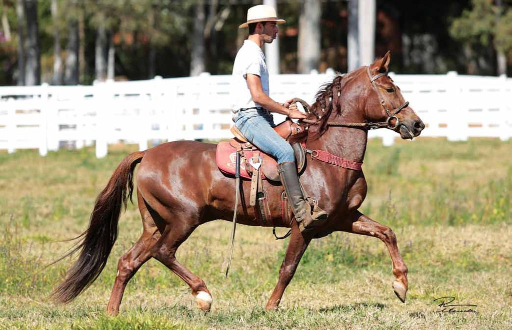 Galante do Epoente Imperador da Figueira Duna Traz-Os-Montes Jovem reprodutor de pelagem alazã, cavalo que carrega em suas veias