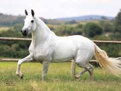 doadora de embriões, Bi Grande Campeã Nacional, Cristal Rancho Brasil.