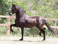 Reservado Campeão Nacional potro 2013, cavalo muito marchador,