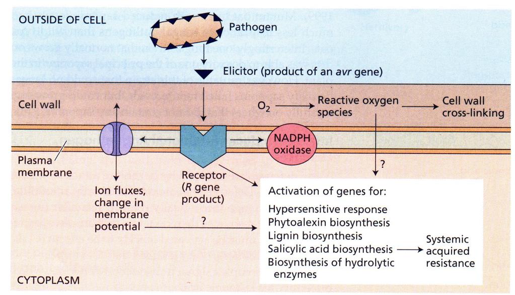 SALICILATOS MODO DE AÇÃO DOS SALICILATOS: Defesa das plantas aos patógenos induzida pela infecção externo à célula patógeno elicitor parede celular espécies de oxigênio reativo Ligação com parede