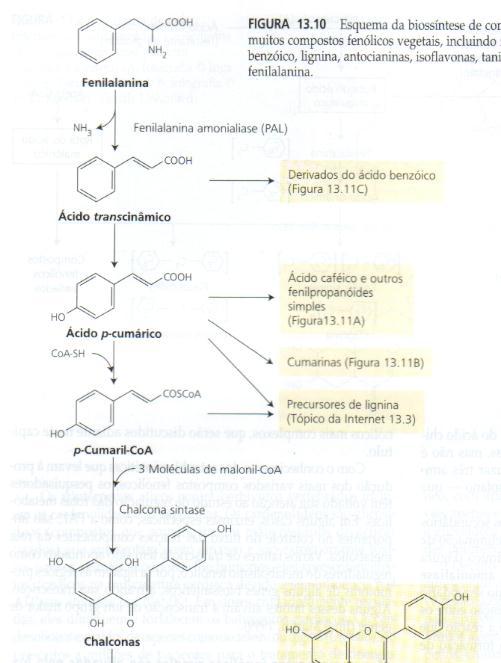 SÍNTESE DE FENÓLICOS E