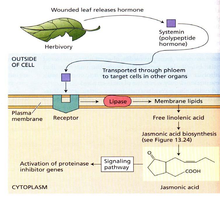 JASMONATOS MODO DE AÇÃO DOS JASMONATOS: Defesa da planta ferimento foliar libera hormônio herbívoros e patógenos sistemina (hormônio polipeptídico) externo àcélula Transporte através do floema para a
