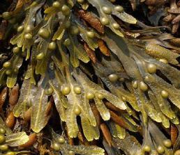KELP IODINE Fucus vesiculosus Padronização : 1% IODINE É uma alga marinha rica em iodott usada para suplementação nutricional.