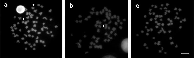 35 similaridades crípticas neste grupo de cromossomos não foi possível estabelecer com precisão o par portador nucleolar.