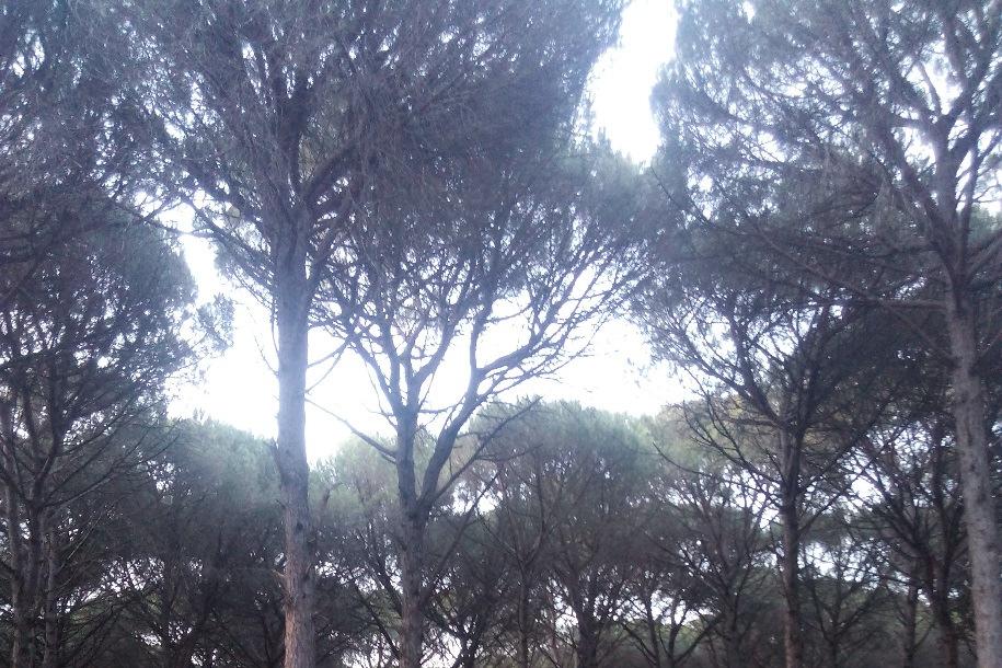 Casos de estudo Povoamento adulto de regeneração natural muito denso Projecção horizontal das copas e peso de pinhas (kg) em cada uma das árvores na