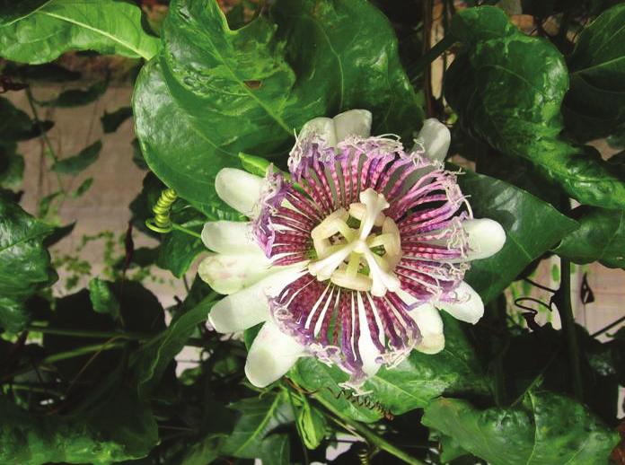 Estudos Preliminares sobre a Germinação de Passiflora