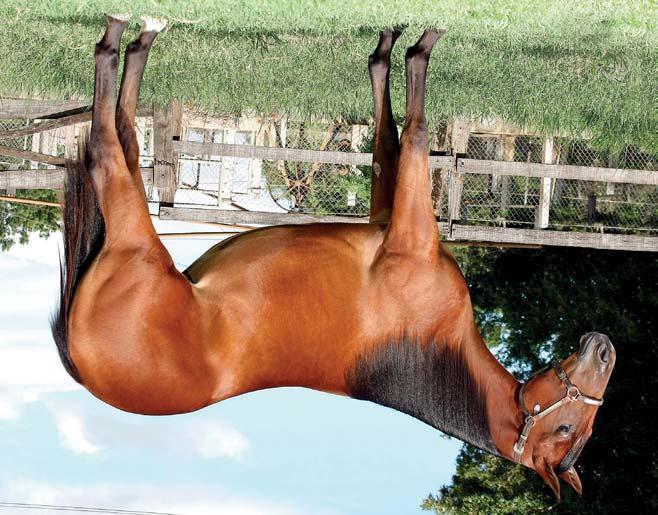 pontuados em linhagem de trabalho na ABQM. E na linha baixa, Mr Jay Bee Dee e Sanjay, portanto descendente dos cavalos mais importantes na linhagem de trabalho. Res. Campeão 3ª Etapas do 27º Camp.