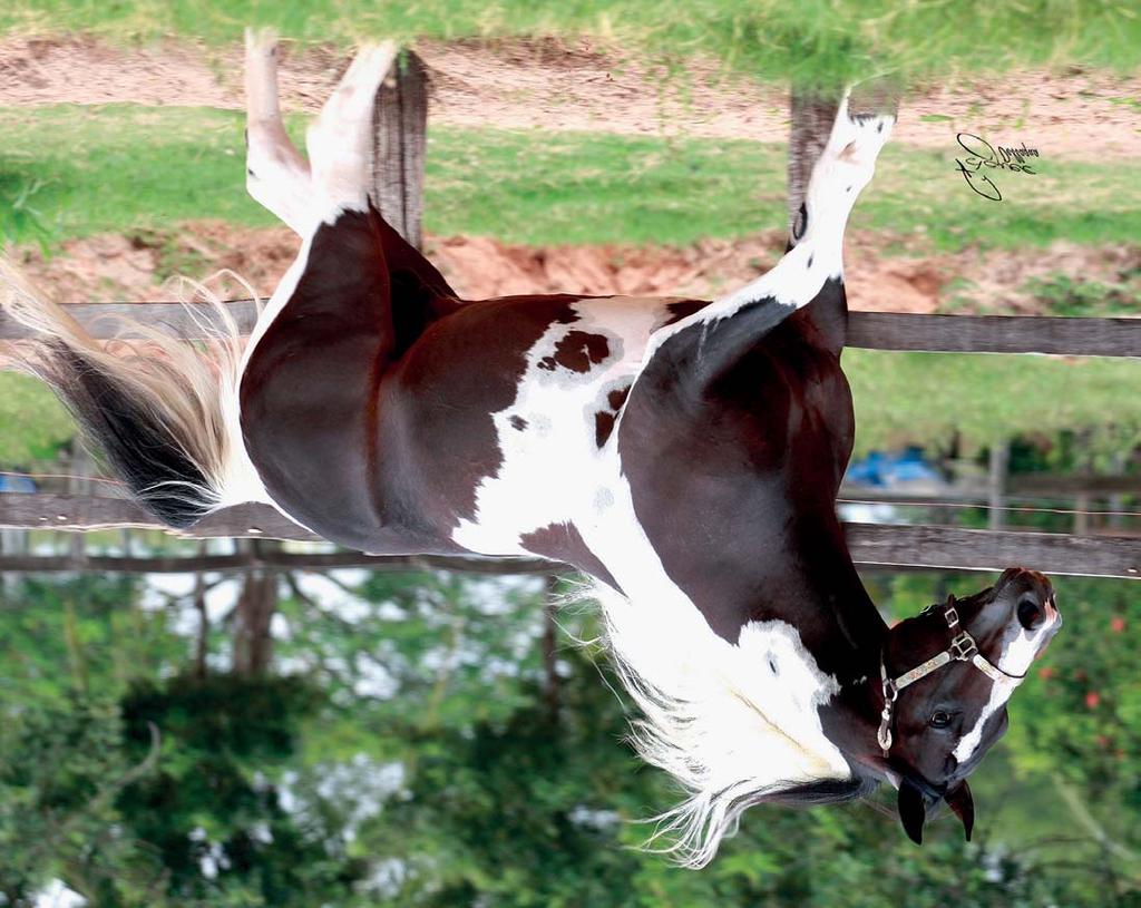 LOTE 400 COLOR ME BRAZIL P14734 - PAINT HORSE PO - MACHO - 21/5/2009 - CASTANHO/TOBIANO COLOR ME SMART COLOR ME SLADE A SUMMER OBSESSION MIDWAY JET PAL JETABREEZEWAY BREEZING JAY SMART LITTLE LENA