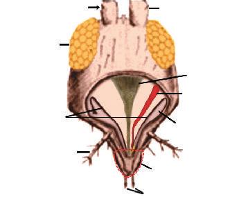 G) Sugador-picador (Thysanoptera).