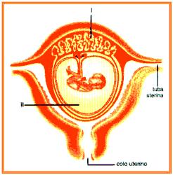 Em relação a este esquema, responda: a) Que nome recebe a estrutura indicada por I?... b) A seta II refere-se ao líquido amniótico. Qual é a sua função?