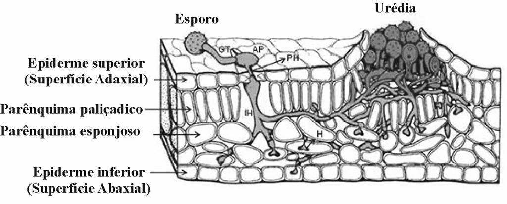 Figura 4. Folha típica de eudicotiledônea com diferentes camadas celulares e a colonização pelo fungo da ferrugem.