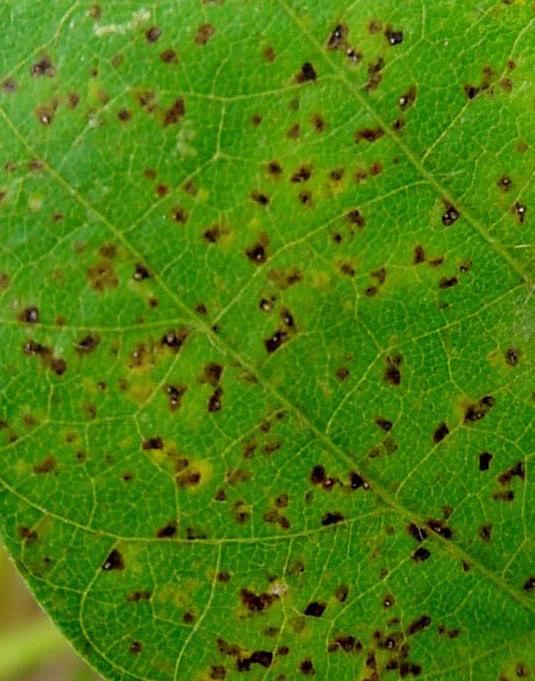 As lesões podem se apresentar de cor castanha (TAN) a marrom-avermelhada (Reddish brow - RB), e manchas com uma a muitas urédias (pústulas), que encerram os uredósporos.