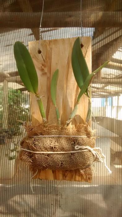 O ensaio foi conduzido em casa de vegetação com medidas aproximadas, 2,50m de comprimento, 2,50m de largura e 2,60m de altura.