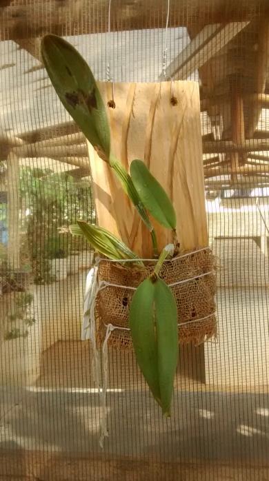 As placas foram suspensas a 1 metro do chão evitando que, durante períodos chuvosos, a água que atinge o solo não entrasse em contato com as orquídeas expondo-as a patógenos.