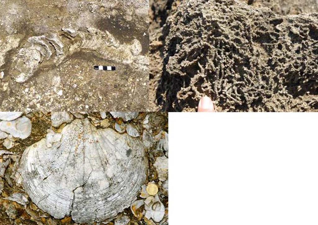 32 PORTUGALA - n.º 14 - Novembro 2009 do Calhau, Pedra-que-Pica, Malbusca 2) são evidentes rastos de des - locação de animais ou estruturas de bioerosão e de bioturbação (Fig. 6). Fig. 6. Icnofósseis.
