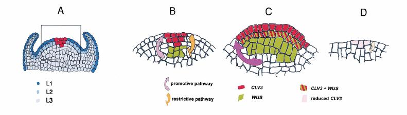 WUS-CLV3 interaction WT clv3