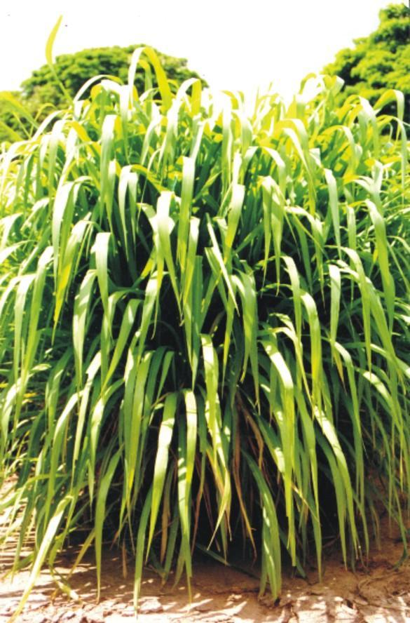 Panicum