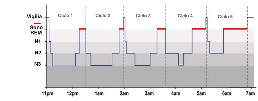 26 O sono normal em um adulto, inicia pela fase N1 do sono NREM, e a fase REM só é atingida, aproximadamente, 70 a 120 minutos depois do início do sono.