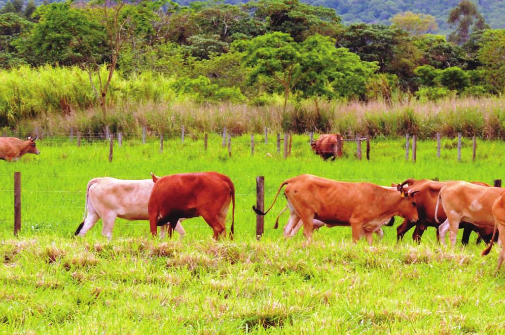 Foto: Raquel Juliano Bovino Pantaneiro O bovino Pantaneiro descende de animais trazidos da Península Ibérica durante o período de colonização do Brasil.