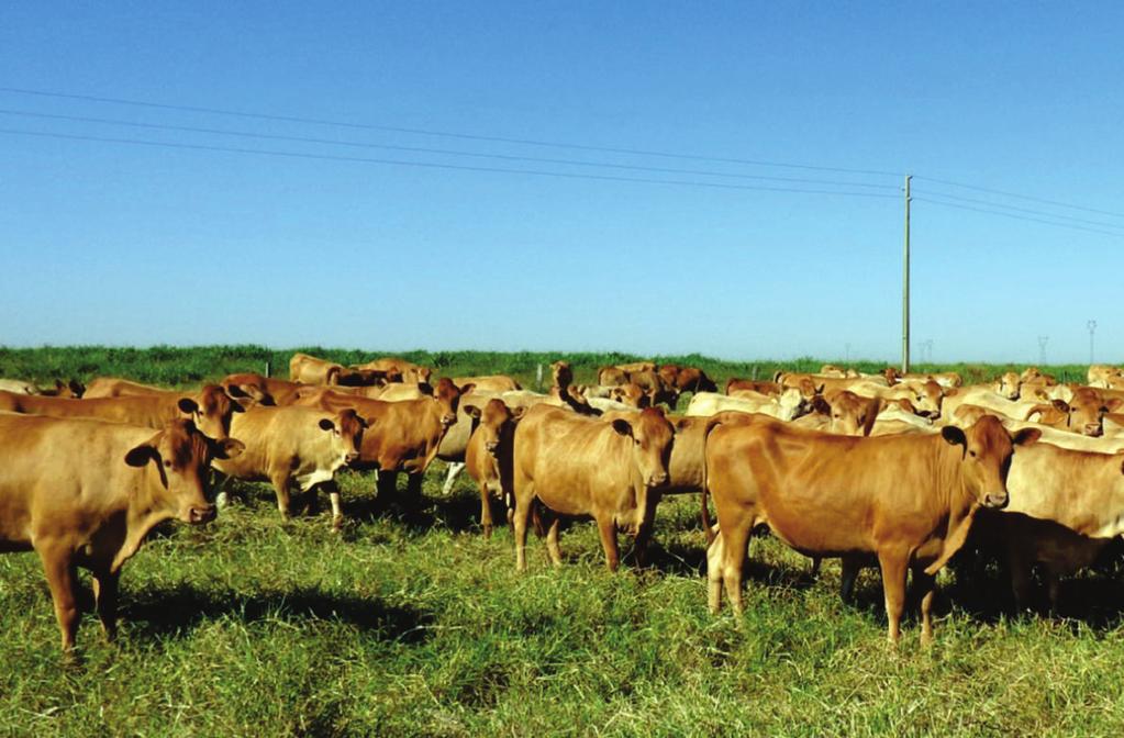 Foto: Roberto Torres Júnior Bovino Caracu 22 A raça Caracu filia-se ao tronco Aquitânico, mas em sua constituição participaram também outras raças, espanholas e portuguesas, pertencentes a outros