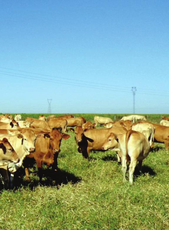 Núcleo de Conservação de Bovinos Caracu da Embrapa Gado de Corte Curador: Roberto Augusto de Almeida Torres Júnior Localização do Núcleo de Conservação: Embrapa Gado de Corte Campo Grande/MS.