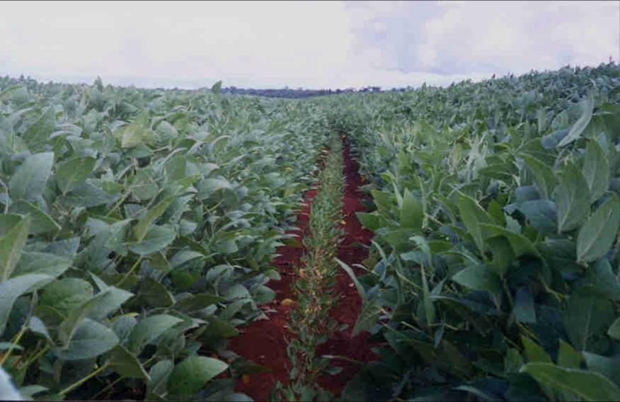 E APENAS LEMBRANDO: NÃO APLICOU FERTILIZANTES?