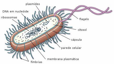 procariontes, podendo