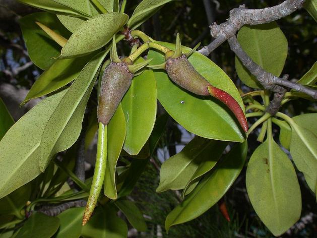 13 Rhizophora mangle possui folhas opostas, elíticas, glabras, sem glândulas; flores apopétalas, diclamídeas; fruto glabro, castanho-escuro; floresce e frutifica o ano todo e tem como distribuição