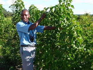 Biocombustíveis para Desenvolvimento, Moçambique Jacob Zulu, Líder de Projecto das