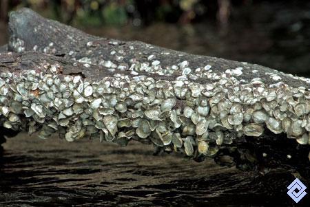 Crassostrea brasiliana.