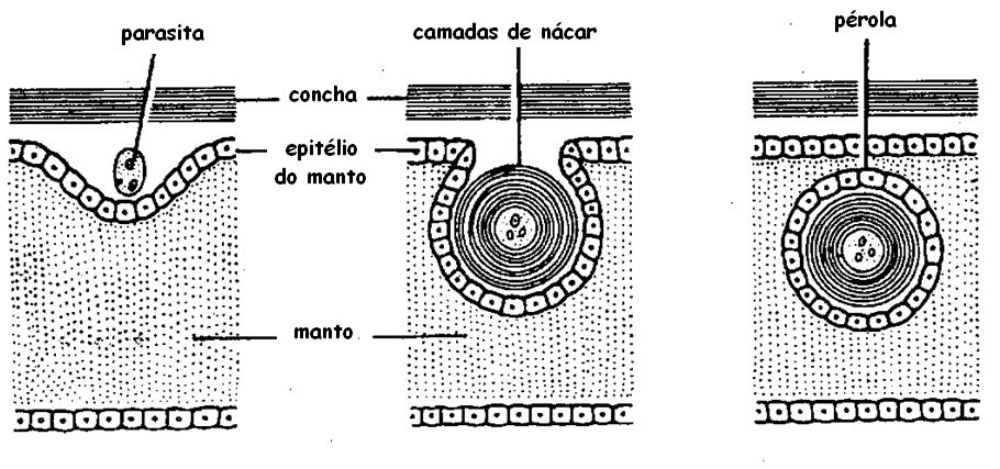 Este processo dá origem à formação de uma pérola, cujo tamanho varia de acordo com o tempo em que o corpo estranho fica exposto ao depósito de madrepérola - o processo de maturação dura cerca de três