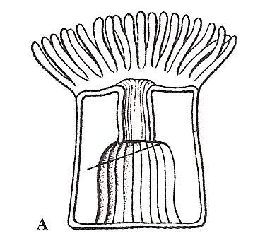 CLASSE HYDROZOA boca CLASSE ANTHOZOA boca FARINGE CELÊNTERO Cavidade