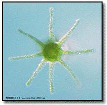 CLASSE HYDROZOA 1.