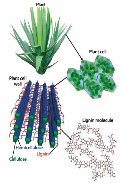 Componentes da Biomassa Lignocelulósica