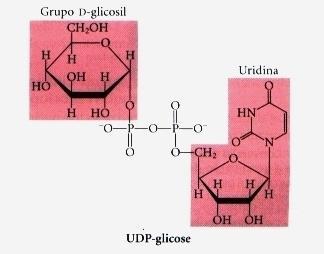 A UDP-glicose é sintetizada a partir da glicose-1-fosfato e de