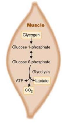 O MUSCULO NAO TEM A ENZIMA GLICOSE-6-FOSFATASE PORTANTO