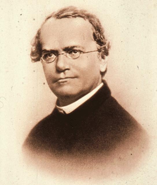 Gregor Mendel (1822-1884) Monge austríaco, Mendel propôs, baseado em cruzamentos entre variedades de ervilha, duas leis da hereditariedade, uma das quais