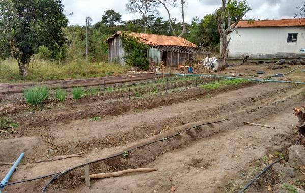 Semeadura de sementes de alface em bandeja de isopor de 198 células e transplante das