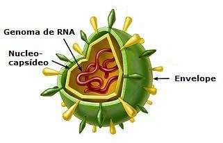 14 intimamente por um envelope lipoprotéico originário da membrana plasmática da célula hospedeira (GARDINER, 1972). Figura 1 Organização estrutural de um vírion pertencente à família Flaviviridae.