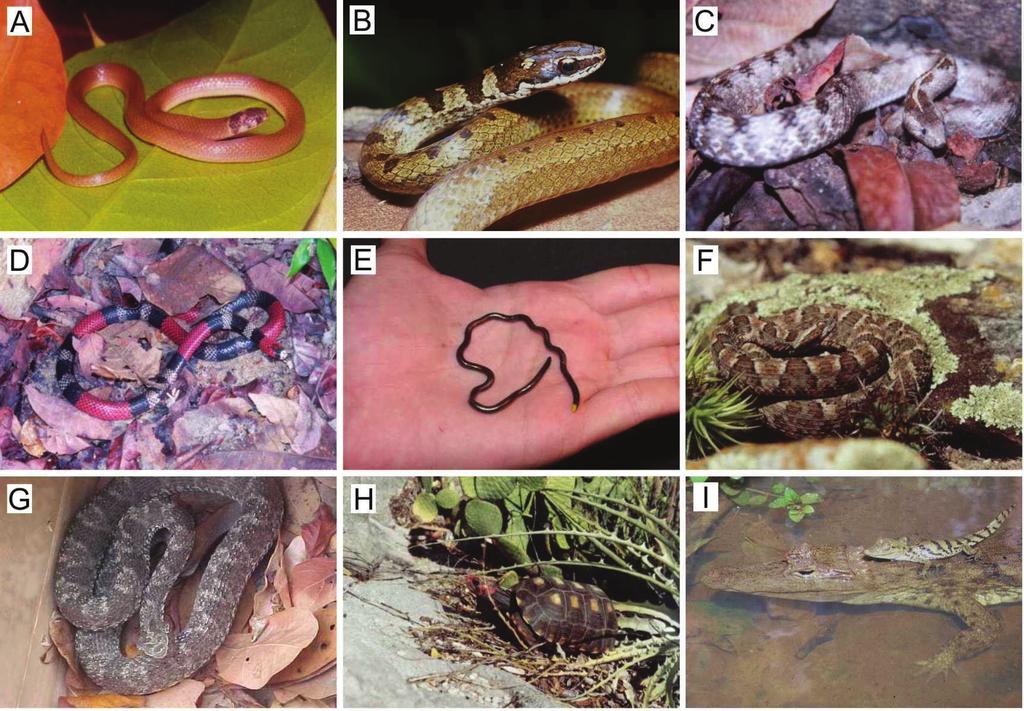 Prancha 4 Répteis da caatinga: a) Tantilla melanocephala; b) Taeniophalus occiptalis; c) Thamnodynastes strigilis; d) Micrurus ibiboboca; e) Leptotyphlops borapeliotes; f) Bothrops