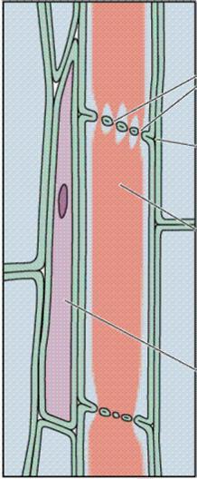 FLOEMA ou Líber (vaso liberiano) Células crivadas ou Elemento de tubo