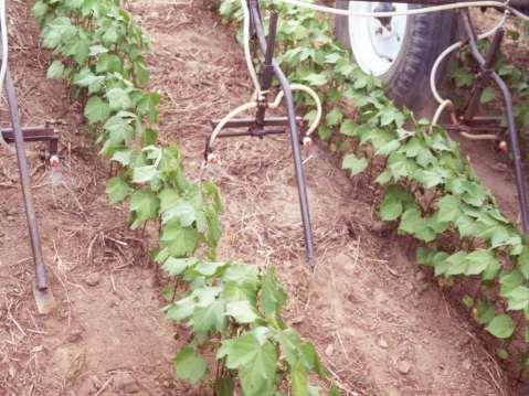 das plantas de algodão - lignificação da base do