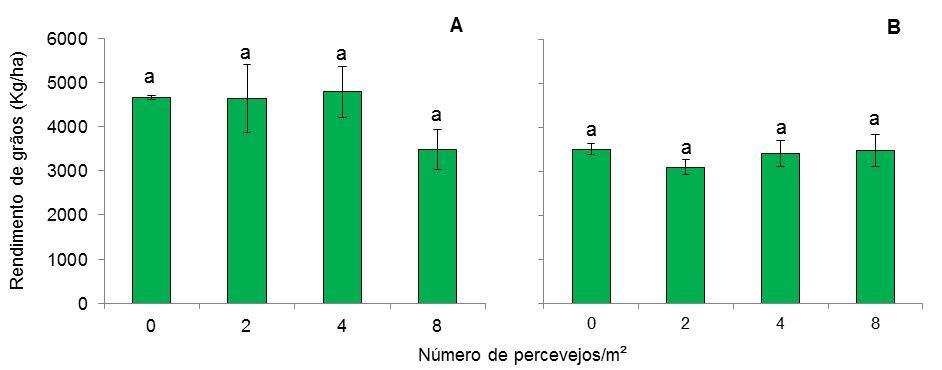 Figura 1 - Efeito do ataque do percevejo barriga-verde Dichelops furcatus no vegetativo (plantas com