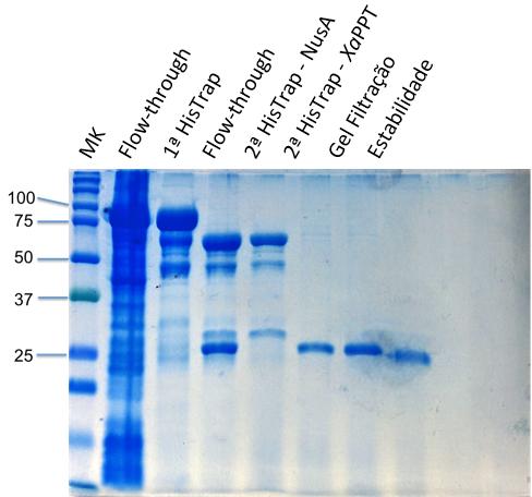 homogeneidade e estabilidade da proteína por PAGE, DLS e / ou MS Evite a liofilização Evitar o uso de