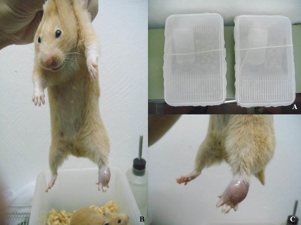 31 Figura 14. (A) Gaiolas com hamsters experimentalmente infectados por L. (L.) amazonensis com tela de tecido de voil para proteção. (B) e (C) Detalhe do local de inoculação de L. (L.) amazonensis, coxim plantar de uma das pernas.