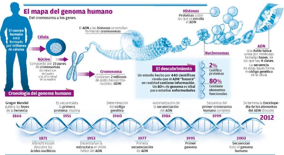 1. Qual a natureza química dos genes? 2. Como se define os limites de um gene? 3. Qual a relação entre o código genético e a síntese proteica? 4.
