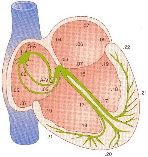 Figura 9