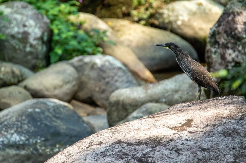 FESTIVAL AVES DE PARATY 2017 14 A 17 DE SETEMBRO